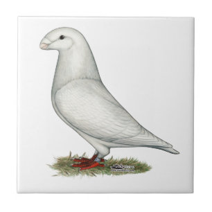 Carreau Afficher le blanc de la course