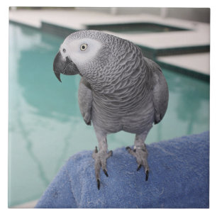 Carreau African Grey Pool Party