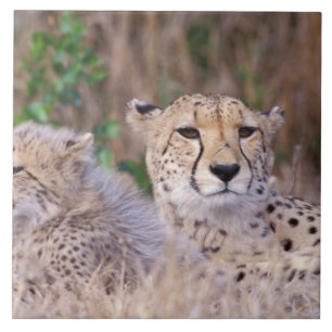 Carreau Afrique, Afrique du Sud, Réserve Tswalu. Guépards