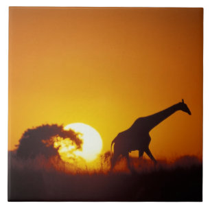 Carreau Afrique, Botswana, Parc national de Chobe, Girafe