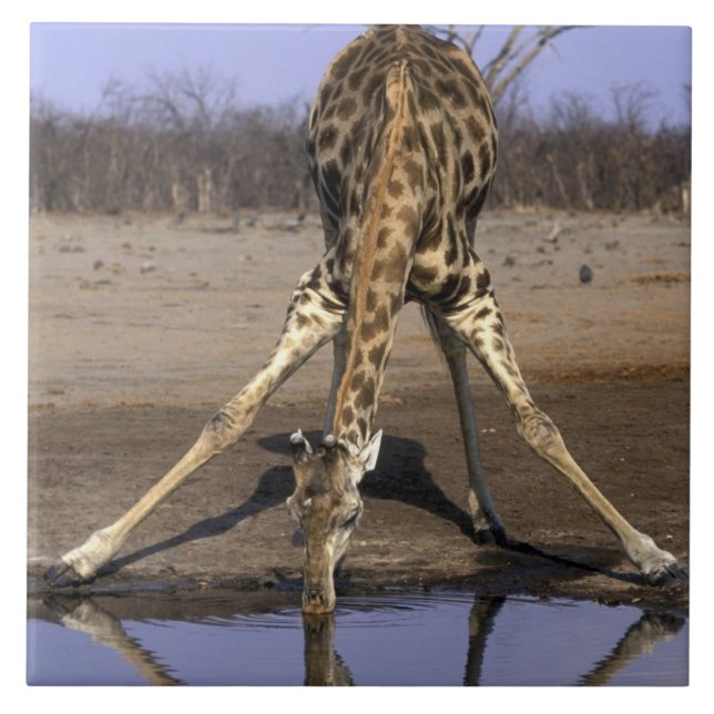 Carreau Afrique, Botswana, Parc national de Chobe, Girafe (Devant)