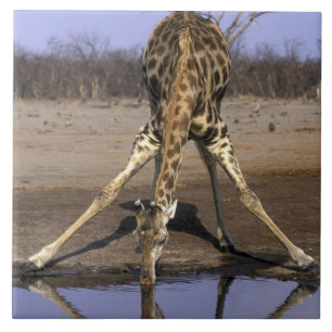 Carreau Afrique, Botswana, Parc national de Chobe, Giraffe