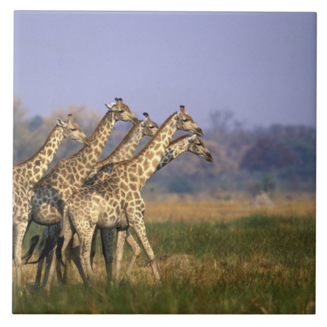 Carreau Afrique, Botswana, Réserve de gibier de Moremi (Devant)