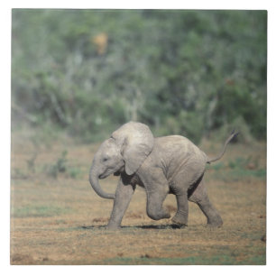 Carreau Afrique du Sud, Parc national d'Addo Elephant. Béb