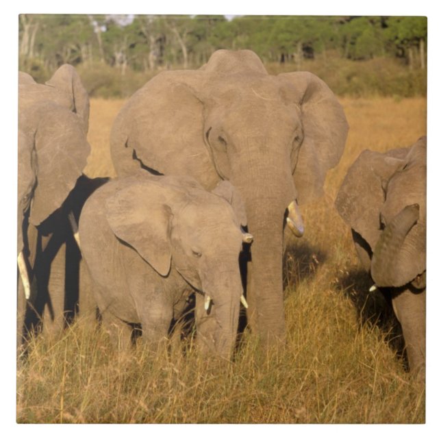 Carreau Afrique, Kenya, Masai Mara. Éléphant d'Afrique (Devant)