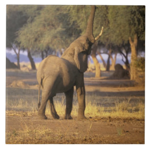 Carreau Afrique, Kenya, Masai Mara. Éléphant (Loxodonta