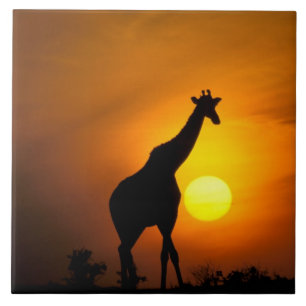 Carreau Afrique, Kenya, Masai Mara. Girafe (Giraffa