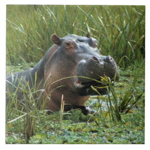Carreau Afrique, Kenya, Masai Mara NR. Une mère hippo