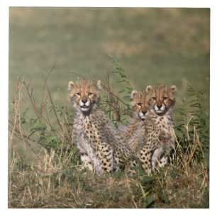 Carreau Afrique ; Kenya ; Masai Mara ; Trois bébés guépard