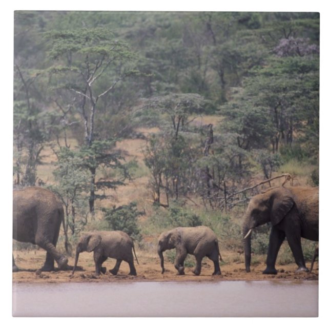 Carreau Afrique, Kenya, Nanyuki, Mpala. Africains (Devant)