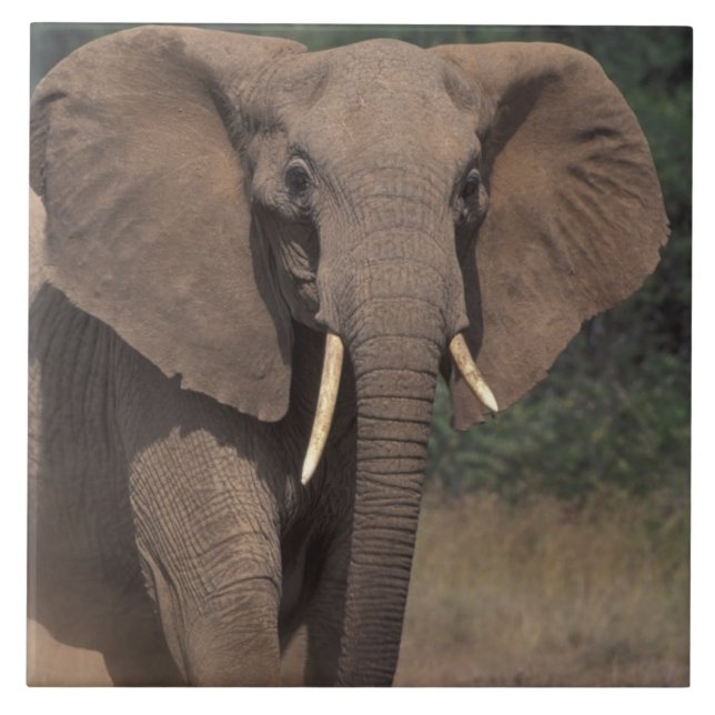 Carreau Afrique, Kenya, Nanyuki, Mpala. Éléphant d'Afrique (Devant)