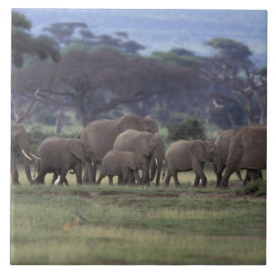 Carreau Afrique, Kenya, Parc national d'Amboseli. Éléphant