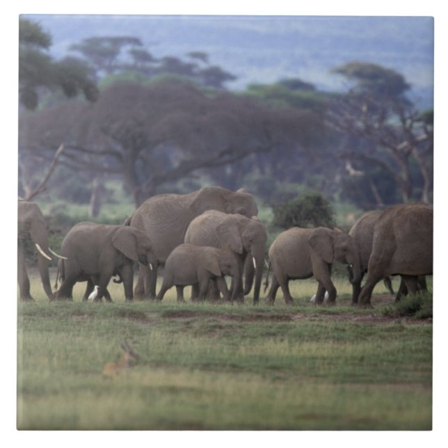 Carreau Afrique, Kenya, Parc national d'Amboseli. Éléphant (Devant)