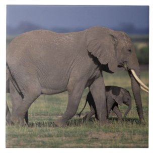 Carreau Afrique, Kenya, Parc national d'Amboseli. Éléphant