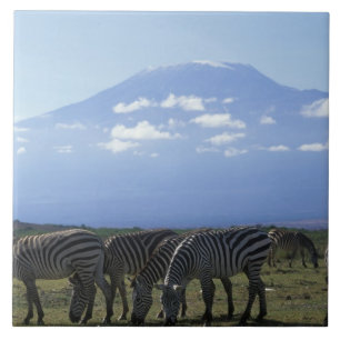 Carreau Afrique, Kenya, Parc national d'Amboseli, Troupeau