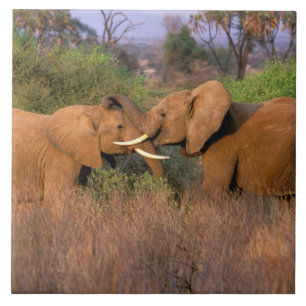 Carreau Afrique, Kenya, Samburu. Défi de l'éléphant