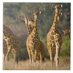 Carreau Afrique. Kenya. Troupeau de Giraffes Réticulées
