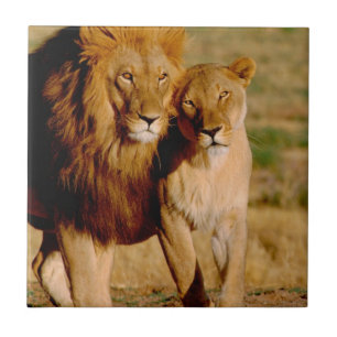 Carreau Afrique, Namibie, Okonjima. Lion & lionne