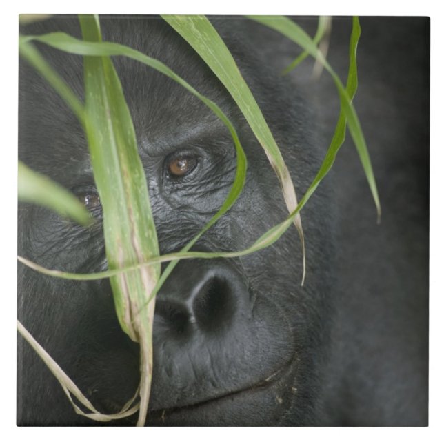 Carreau Afrique, Ouganda, Bwindi (Devant)