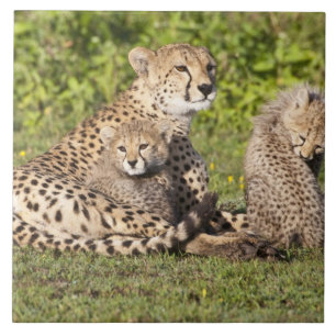 Carreau Afrique. Tanzanie. Cheetah mère et petits 2