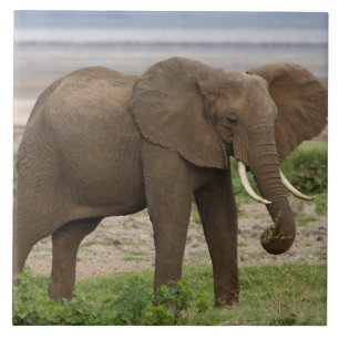 Carreau Afrique. Tanzanie. Éléphant au parc national du la