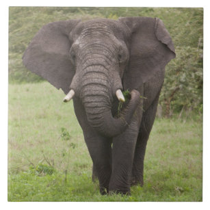 Carreau Afrique. Tanzanie. Eléphant du cratère de Ngorongo