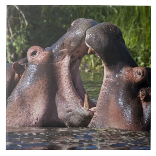 Carreau Afrique. Tanzanie. Hippopotame en combat (Devant)