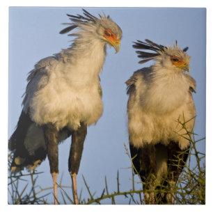 Carreau Afrique. Tanzanie. Oiseaux secrétaires à Ndutu
