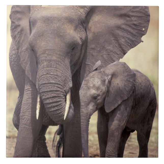 Carreau Afrique, Tanzanie, Parc national de Tarangire. 2 (Devant)