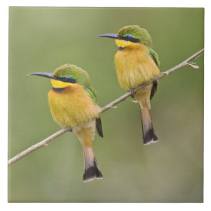 Carreau Afrique. Tanzanie. Petits guêpiers à Manyara