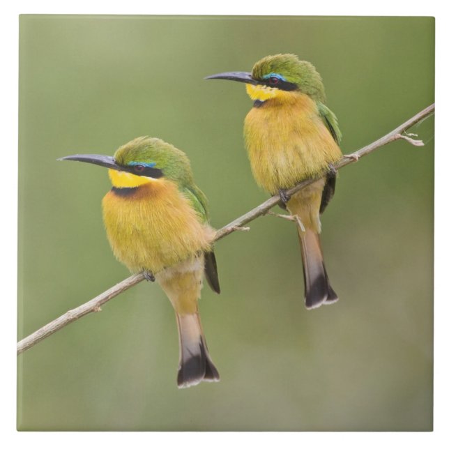 Carreau Afrique. Tanzanie. Petits guêpiers à Manyara (Devant)