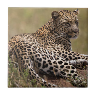 Carreau Afrique, Tanzanie, Serengeti. Leopard