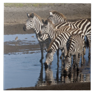 Carreau Afrique. Tanzanie. Zèbres buvant à Ndutu