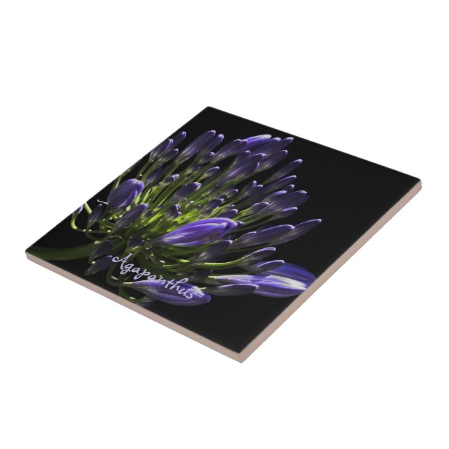 Carreau Agapanthus violet à floraison solaire, Lily africa (Côté)