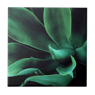 Carreau Agave Attenuata verte