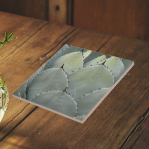 Carreau Agave Cactus Style Plante du Sud-Ouest