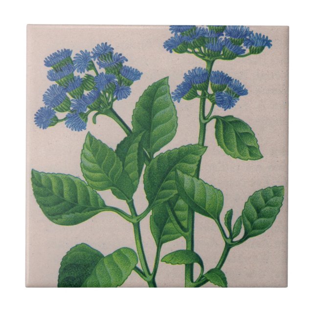 Carreau ageratum bleu (Devant)