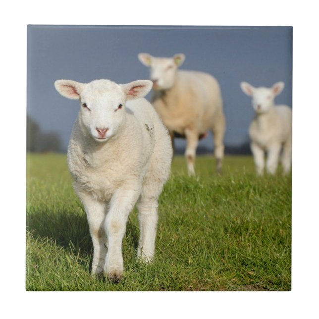 Carreau Agneau curieux (Devant)