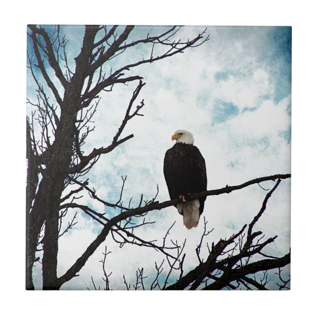 Carreau Aigle à tête blanche dans un arbre avec ciel bleu  (Devant)