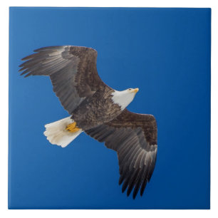 Carreau Aigle des Balles dans le ciel bleu