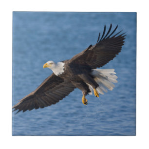 Carreau Aigle royal en vol