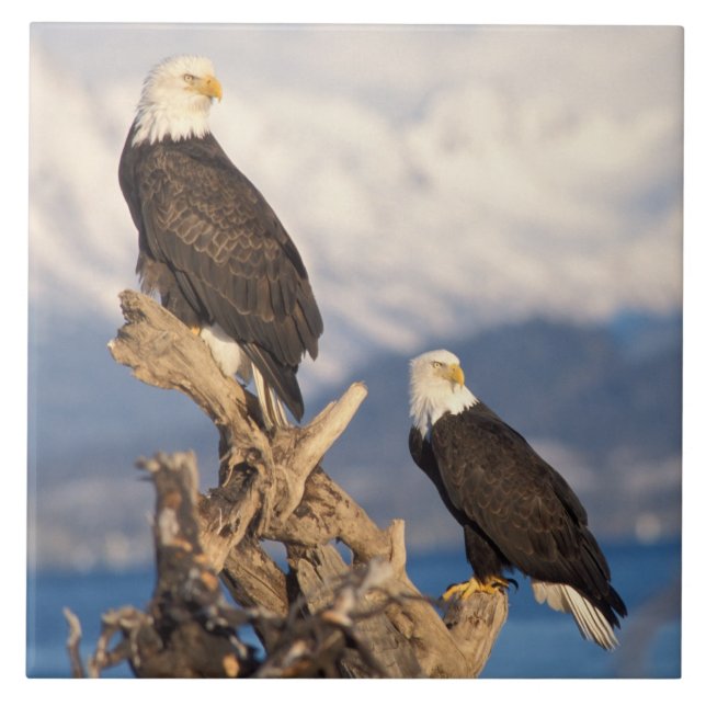 Carreau aigle royal, Haliaeetus leuccocephalus, couple (Devant)