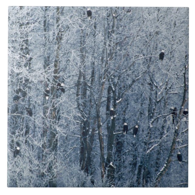 Carreau Aigles chauds (Devant)