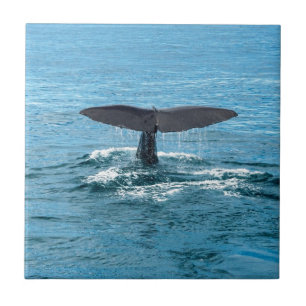 Carreau Aileron de baleine