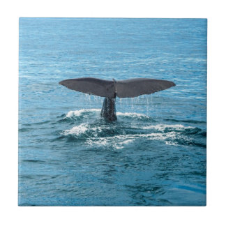 Carreau Aileron de baleine