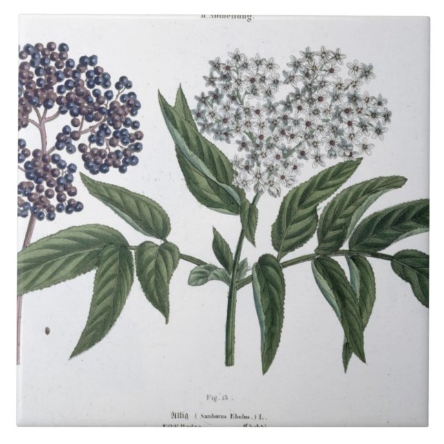 Carreau Aîné, fig. 13 "du jeune terrien", publishe (Devant)