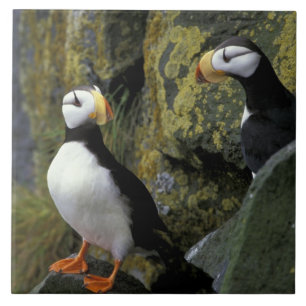 Carreau Alaska, île St. Paul, les Pribilofs, cornes