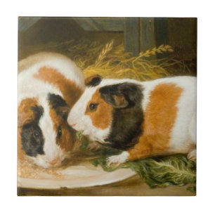 Carreau Alimentation de cochons de Guinée animale (par Jam