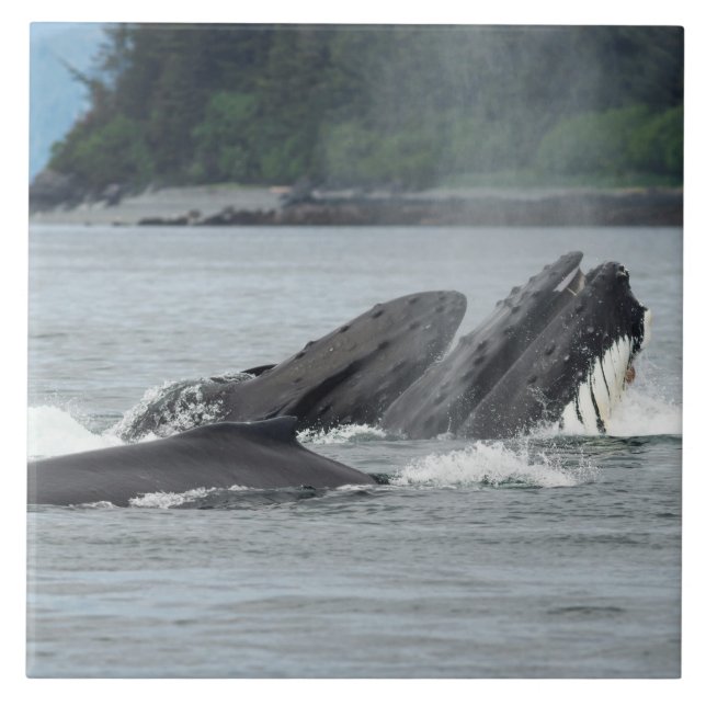 Carreau Alimentation des baleines à bosse (Devant)