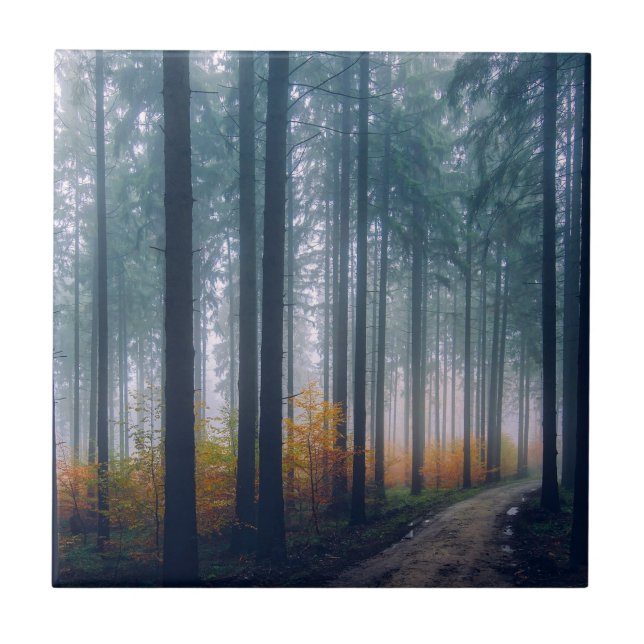 Carreau Allée majestueuse bordée d'arbres de la forêt (Devant)